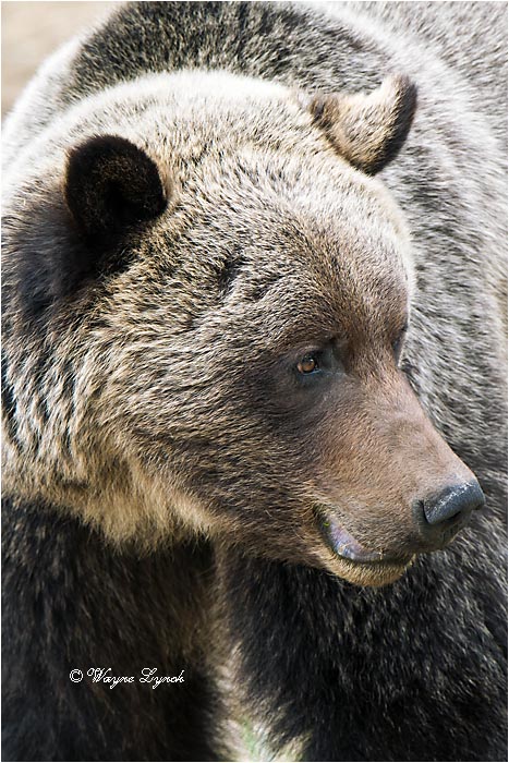 Mountain Grizzly Bear 105 by Dr. Wayne Lynch &copy;